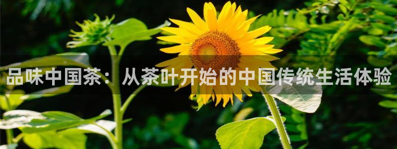 安信主管su金12手12指tq