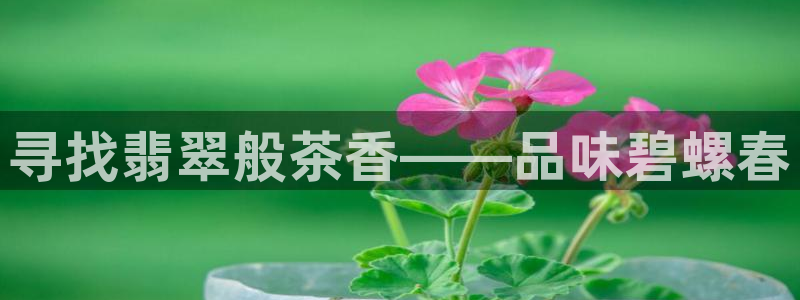 安信12挂机