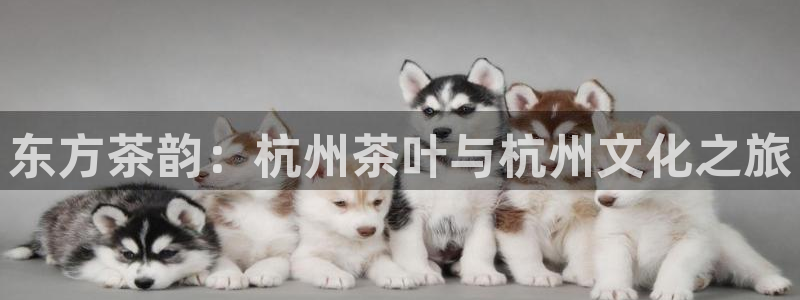 安信12包赔