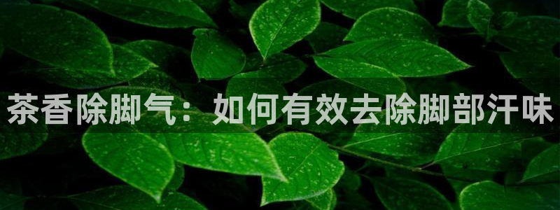 安信12月金股