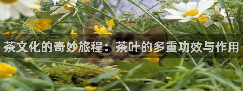 安信12是什么平台