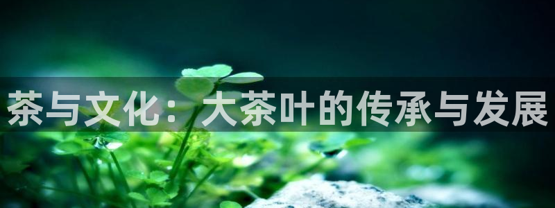 安信12彩票