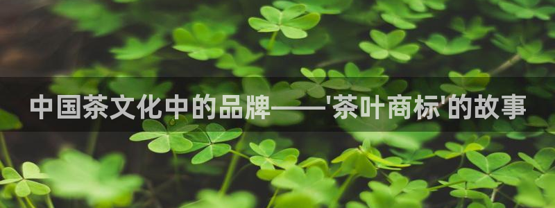 安信12级