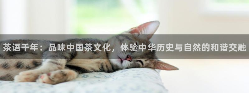 安信12位数资金号