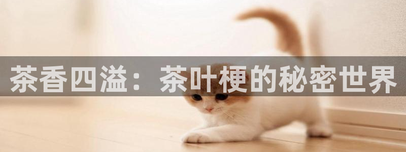 安信12主管