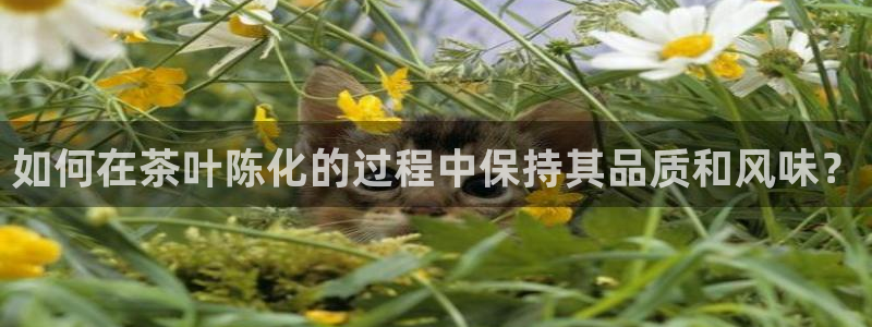 安信证券手机壳12